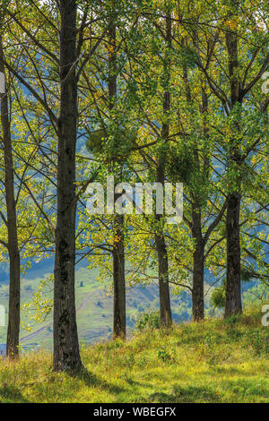 Pappeln auf dem Hügel am Nachmittag Licht. schönen Herbst Natur Landschaft Stockfoto