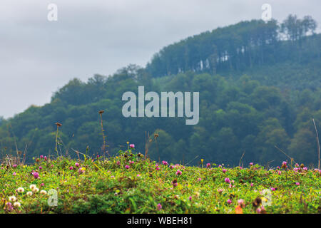 Gras Wiese mit Klee Blumen. schöne Landschaft im ländlichen Hintergrund. düsterer Morgen mit bedecktem Himmel Stockfoto