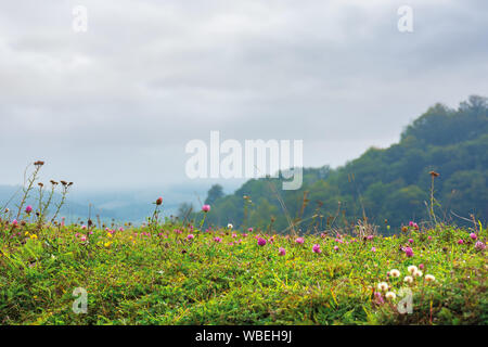 Gras Wiese mit Klee Blumen. schöne Landschaft im ländlichen Hintergrund. düsterer Morgen mit bedecktem Himmel Stockfoto