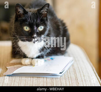 Alte schwarz-weisse Katze Stockfoto