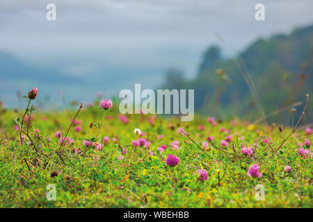 Gras Wiese mit Klee Blumen. schöne Landschaft im ländlichen Hintergrund. düsterer Morgen mit bedecktem Himmel Stockfoto