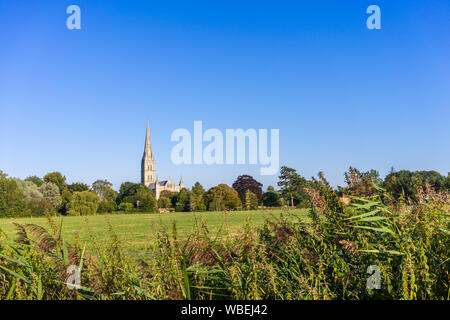 Blick über Queen Elizabeth Gärten im Sommer 2019 mit der Kathedrale von Salisbury im Hintergrund, Salisbury, Wiltshire, England, Großbritannien Stockfoto