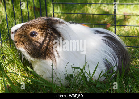 Meerschweinchen unter einem Draht-einzäunung im Gras eines Gartens Stockfoto