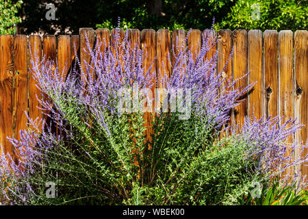 Purple Sage, Salvia dorrii; wachsende Holzstäbchen Zaun; Salida, Colorado, USA Stockfoto