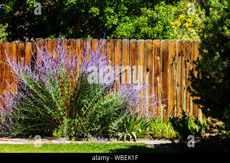 Purple Sage, Salvia dorrii; wachsende Holzstäbchen Zaun; Salida, Colorado, USA Stockfoto