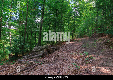 Pfad durch den Urwald Buchenwälder. schönen Sommer Landschaft. verlassene alte Protokolle unter den gefallenen Laub Stockfoto