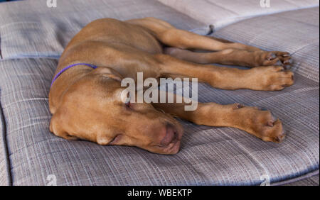 Eine kleine braune Welpen Ungarisch oder Magyar Vizsla und seine Nase, Ohren und Maul bequem schlafen und entspannen in einem braunen Couch Stockfoto