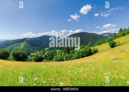 Schöne Berglandschaft im Sommer. Gras Wiese mit wilden Kräutern auf sanften Hügeln. ridge in der Ferne. Erstaunlich sonnigem Wetter mit flauschigen Wolke Stockfoto
