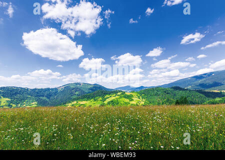 Schöne Berglandschaft im Sommer. Gras Wiese mit wilden Kräutern auf sanften Hügeln. ridge in der Ferne. Erstaunlich sonnigem Wetter mit flauschigen Wolke Stockfoto