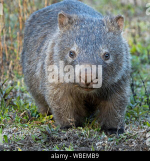 Gemeinsame Wombat, Vombatus Ursinus, in freier Wildbahn und starrte auf Kamera, an dharug Nationalpark, NSW Australien Stockfoto