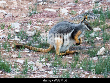 Schöne Hündin gelb-footed Rock Wallaby, Petrogale xanthopus, eine in der Nähe von bedrohten Arten, die im wilden in Flinders Ranges National Park Australien Stockfoto