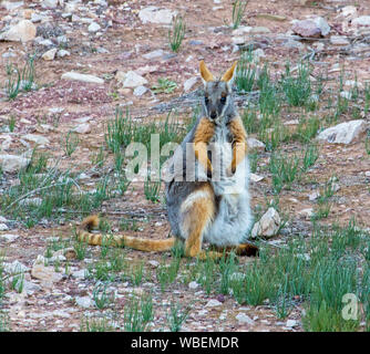 Schönen weiblichen Australian Yellow footed Rock Wallaby, Petrogale xanthopus, eine in der Nähe von bedrohten Arten, der in der wilden und starrte in Richtung Kamera Stockfoto