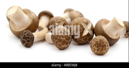 Shimeji Pilze braune Sorten auf weißem Hintergrund Stockfoto