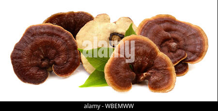 Getrocknete lingzhi mushroom auf weißem Hintergrund Stockfoto