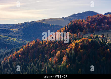 Schönen Herbst Berglandschaft. Wald an den Hängen der Hügel. Mischwald im Herbst Farben im Morgenlicht Stockfoto