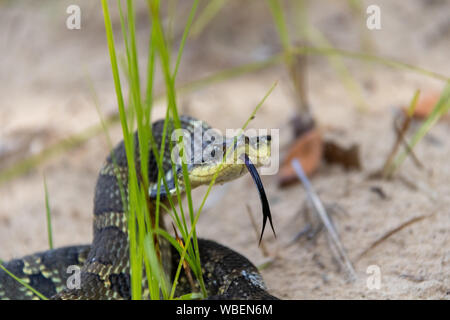 Östliche Hognose Schlange Stockfoto