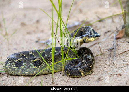 Östliche Hognose Schlange Stockfoto