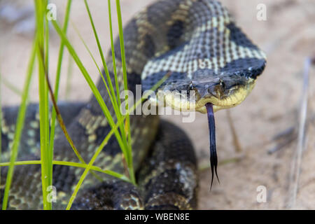 Östliche Hognose Schlange Stockfoto