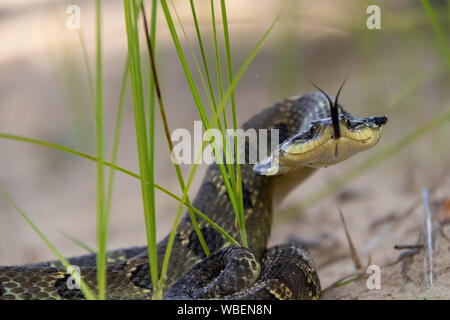 Östliche Hognose Schlange Stockfoto