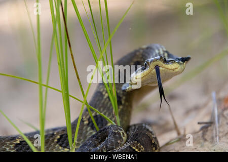 Östliche Hognose Schlange Stockfoto