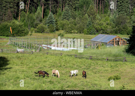 Pferde und Garten am Minam River Lodge in Oregon Wallowa Mountains. Stockfoto