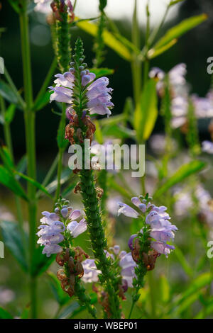 Gelenkblume, Etagenerika (Physostegia virginiana), Botanischer Garten, Köln, Nordrhein-Westfalen, Deutschland Stockfoto