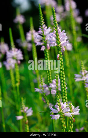 Gelenkblume, Etagenerika (Physostegia virginiana), Botanischer Garten, Köln, Nordrhein-Westfalen, Deutschland Stockfoto