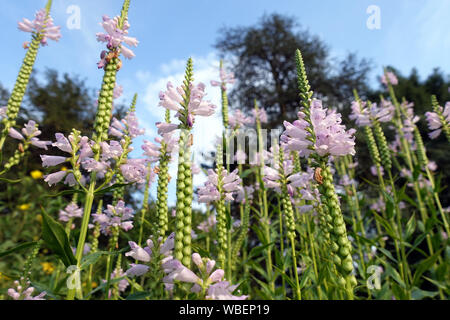 Gelenkblume, Etagenerika (Physostegia virginiana), Botanischer Garten, Köln, Nordrhein-Westfalen, Deutschland Stockfoto