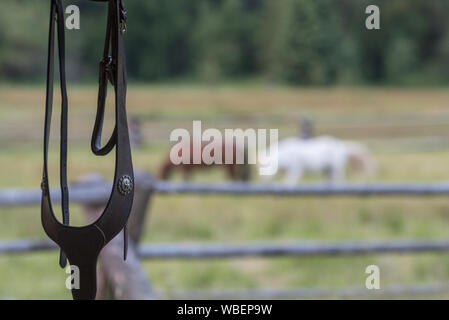 Halter und Pferde am Minam River Lodge in Oregon Wallowa Mountains. Stockfoto