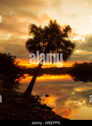 Palm Tree Silhouette gegen den Himmel bei Sonnenuntergang mit goldenen Himmel, Wolken & riverbank Bäume im ruhigen Wasser des Myall River in NSW Australien wider Stockfoto