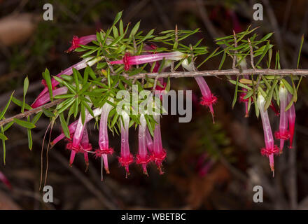 Cluster von atemberaubender, kräftigem Pink/rot Blumen und helle grüne Laub von Styphelia tubiflora - Rot 5 Ecken - Australische Wildblumen Stockfoto