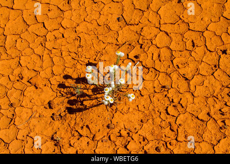 Kleine Pflanze und weißen Blumen des ewigen Daisy, Australische Wildblumen, wachsen in Risse im Boden während der Dürre im Outback von Queensland Stockfoto