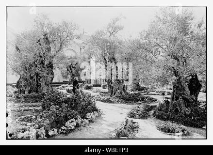 Garten Gethsemane, im Gehäuse Abstract / Medium: G. Eric und Edith Matson Fotosammlung Stockfoto