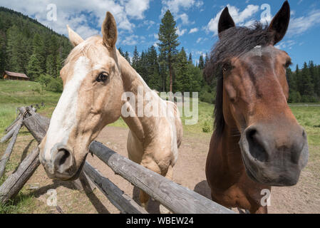 Pferde an den Minam River Lodge in Oregon Wallowa Mountains. Stockfoto