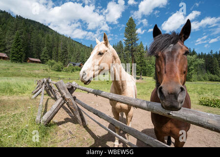 Pferde an den Minam River Lodge in Oregon Wallowa Mountains. Stockfoto