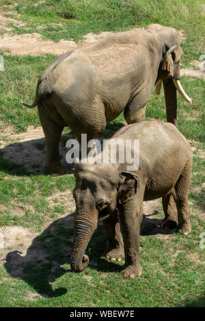 Männliche Asiatischen Elefanten Spike, oben, und weibliche Ronnie weiden zusammen an den National Zoo in Washington, DC. Stockfoto