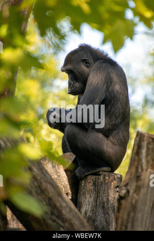 Mandara Sitzstangen auf einem Baumstamm in ihrem Lebensraum am Great Ape Haus. Mandara, 36-jährige Mutter von sechs Kindern, ist eine weibliche westlichen flachlandgorilla an der Nation Stockfoto