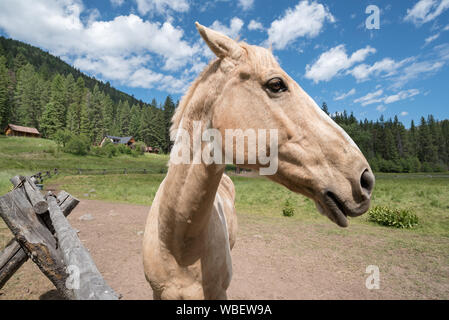 Pferd Minam River Lodge in Oregon Wallowa Mountains. Stockfoto