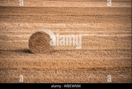 Single Heu Ballen im goldenen Feld. Stockfoto