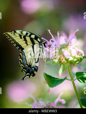 Gelben Schmetterling auf Lila Blume Stockfoto