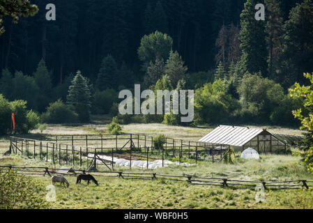 Pferde und Garten am Minam River Lodge in Oregon Wallowa Mountains. Stockfoto