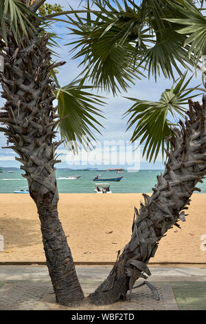 Sabal Palmetto Palm Tree Stockfoto