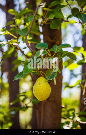 Eine Birne hängen von einem Pear Tree in der Mission San José de Tumacácori an Tumacácori National Historical Park. Stockfoto