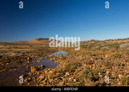 Outback Landschaft, steinigen Boden in Saltbush & Hügel seichten Wasser von Creek abgedeckt in den blauen Himmel steigen, Flinders Ranges Region South Australia Stockfoto