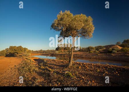 Outback australische Landschaft, blauen Himmel und niedrige Bäume rot, steinige Ebenen in der Spiegelfläche des Wassers von flachen Pool in westlichen Qld wider Stockfoto