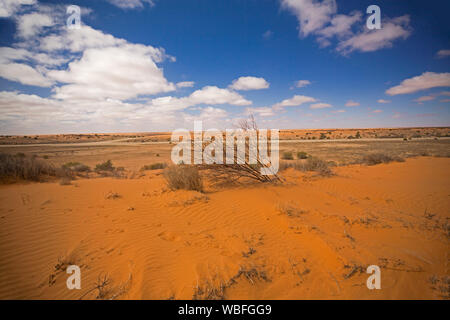 Arid Australian Outback Landschaft mit weiten Ebenen und roten Sanddünen entlang Strzelecki Track fast ohne Vegetation während der Dürre Stockfoto