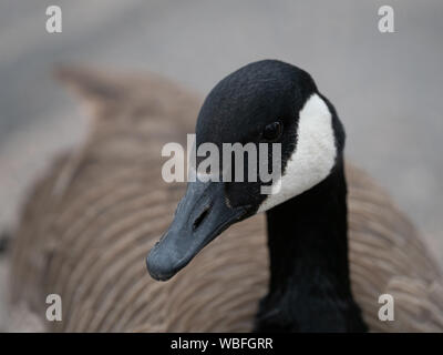 Nahaufnahme der Kopf eines kanadischen Gans mit seinen Körper im Hintergrund. Mit einer geringen Tiefenschärfe fotografiert. Stockfoto