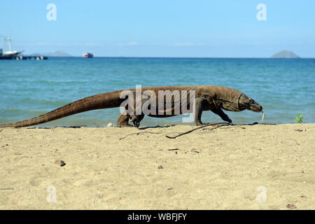 Ein Komodo Drache in Insel Komodo, Indonesien. Stockfoto