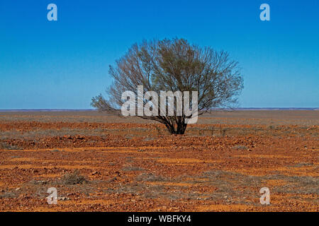 Einsamer Baum auf riesigen roten steinigen kargen Ebenen, zu fernen Horizont unter blauem Himmel strecken im Outback Queensland bei Dürre Stockfoto