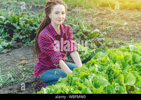 Junge Frau sucht Bauer Landwirt sammelt frisches Gemüse und grünen Salat im Garten. Organische Rohstoffe auf einem Home Bauernhof Stockfoto